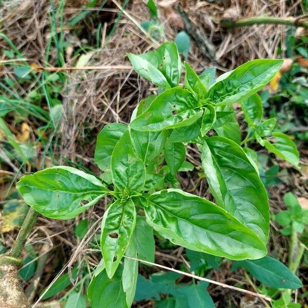 Ocimum basilicum Φύλλο