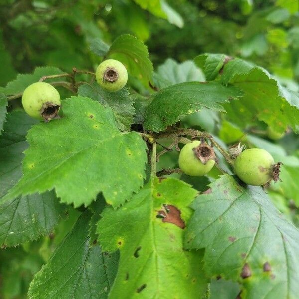 Crataegus coccinea ഫലം