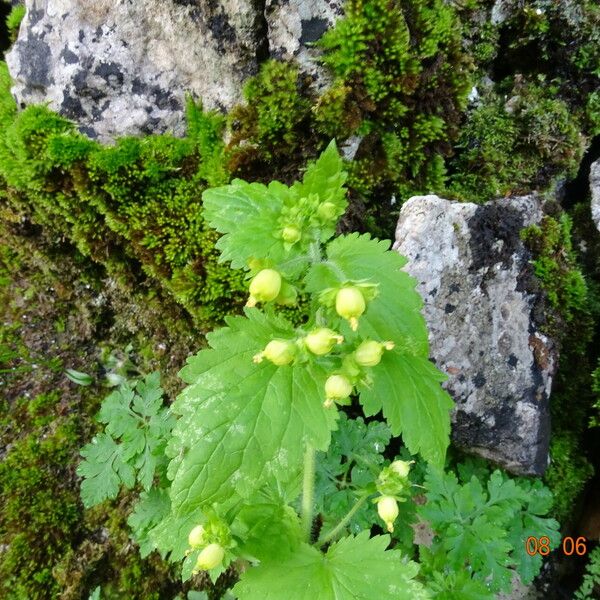 Scrophularia vernalis Folla