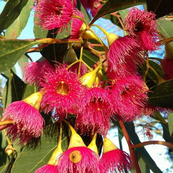 Eucalyptus leucoxylon Flower