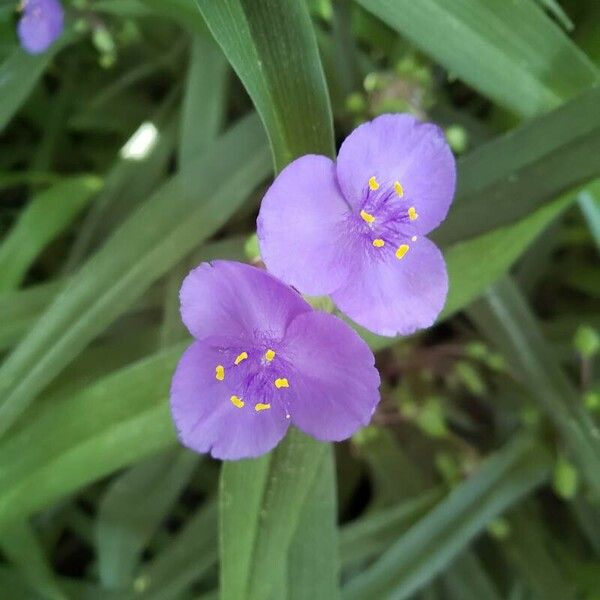 Tradescantia virginiana Flower