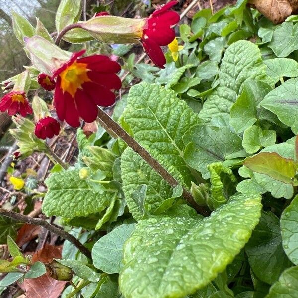 Primula × polyantha Õis