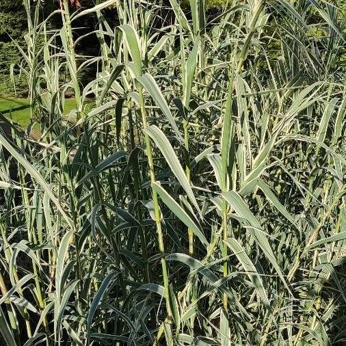 Arundo donax Habitus