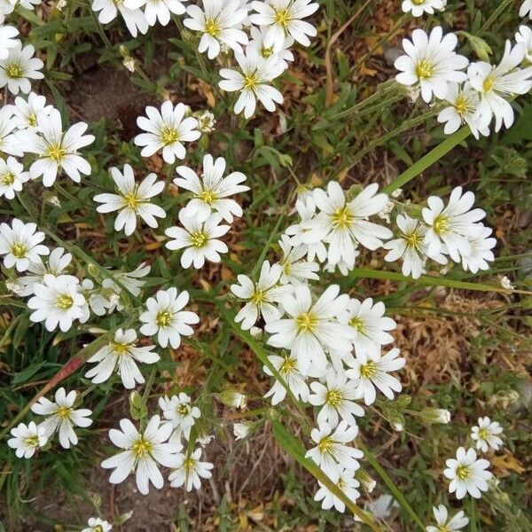 Cerastium arvense Lorea