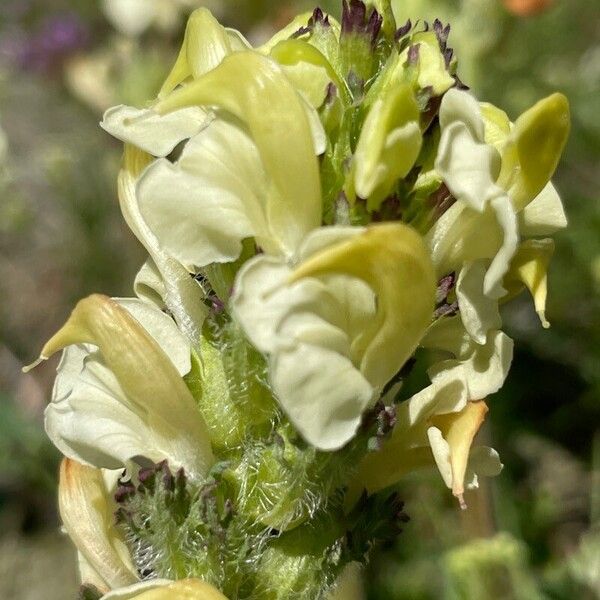 Pedicularis tuberosa Λουλούδι