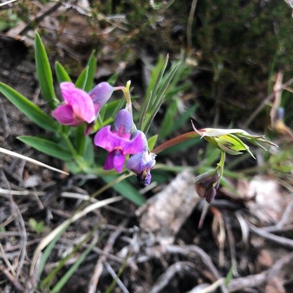 Lathyrus linifolius Virág