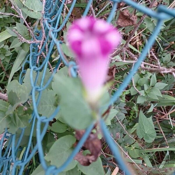 Ipomoea sagittata Cvet