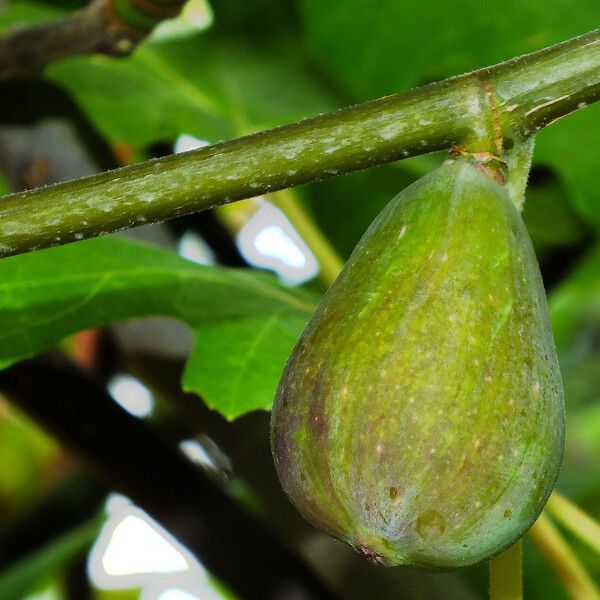 Ficus carica Ovoce