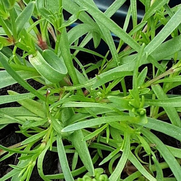 Gypsophila paniculata Yaprak