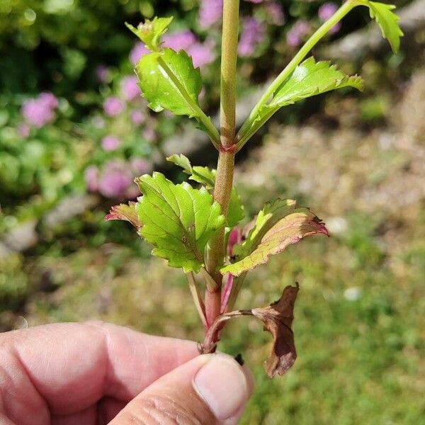 Centranthus macrosiphon Leaf
