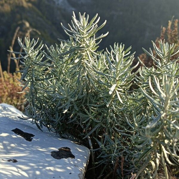 Helichrysum italicum Foglia