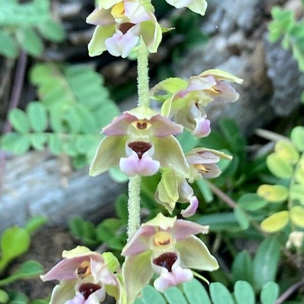 Epipactis helleborine Blüte