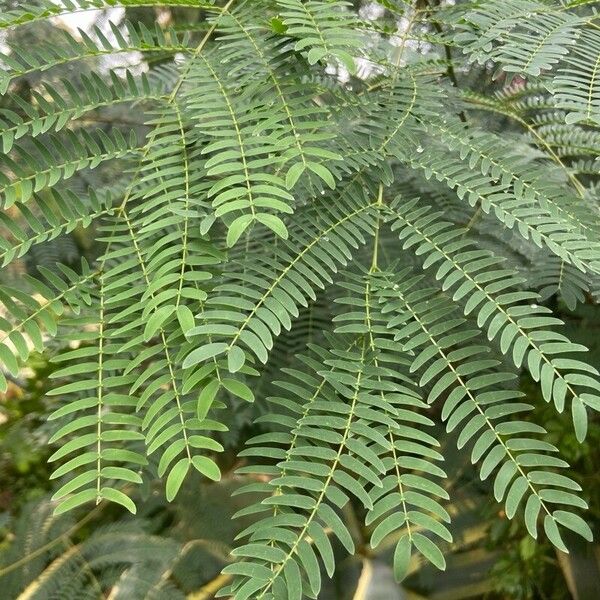 Leucaena leucocephala Φύλλο