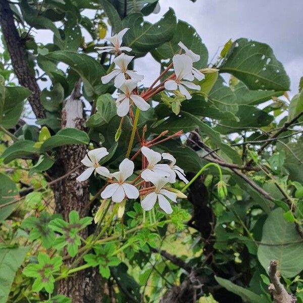 Pelargonium multibracteatum Blüte