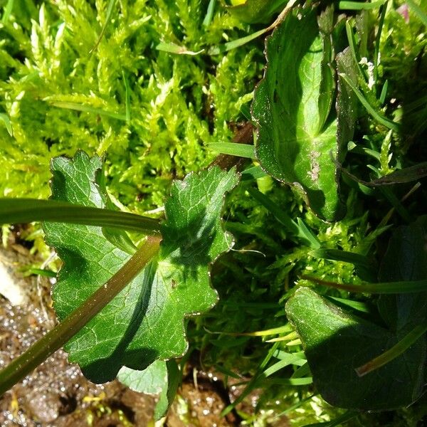 Caltha palustris 葉