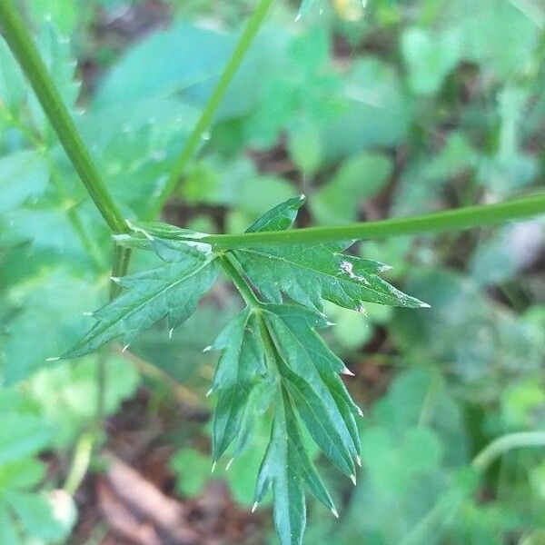 Pimpinella major Листок