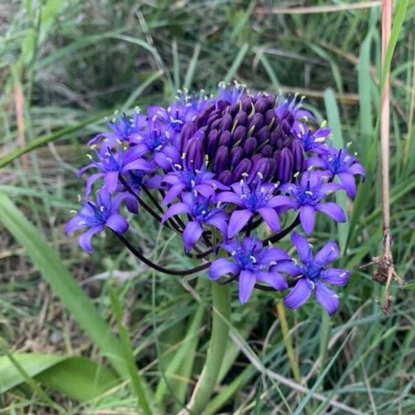 Scilla peruviana Žiedas