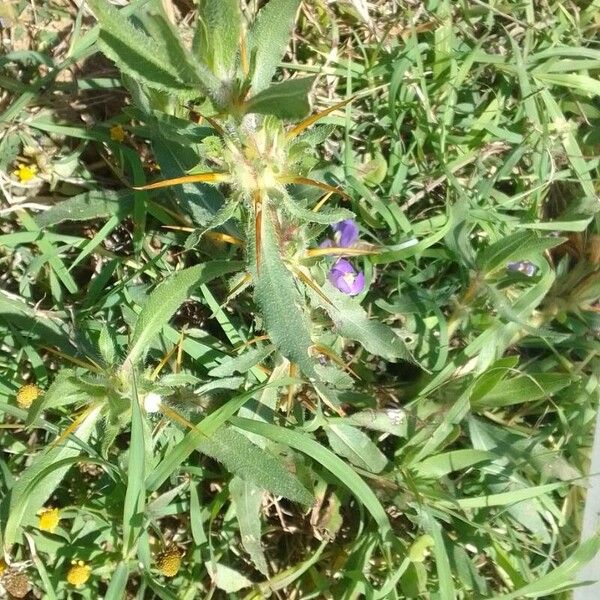 Hygrophila auriculata Leaf