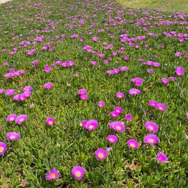 Carpobrotus acinaciformis ফুল