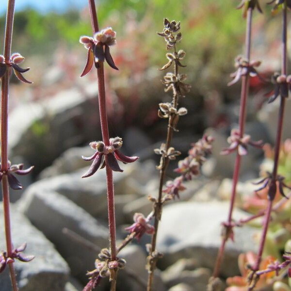 Galium verticillatum Other