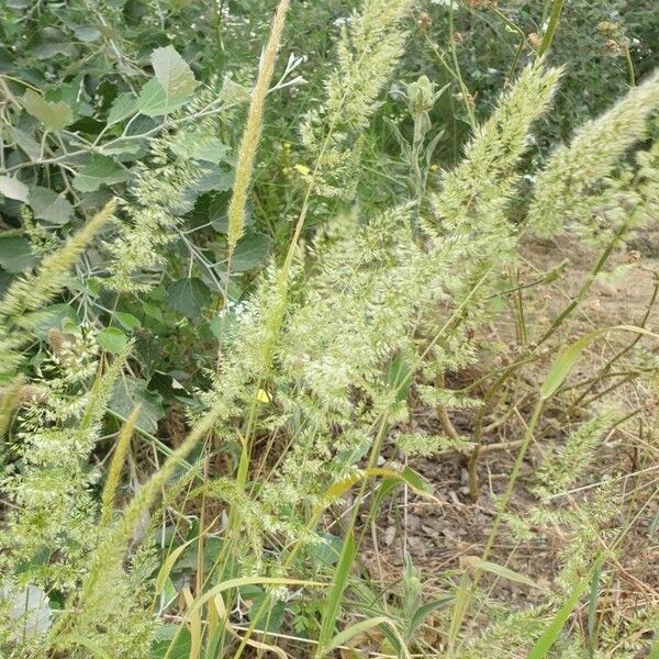 Trisetaria panicea Blad