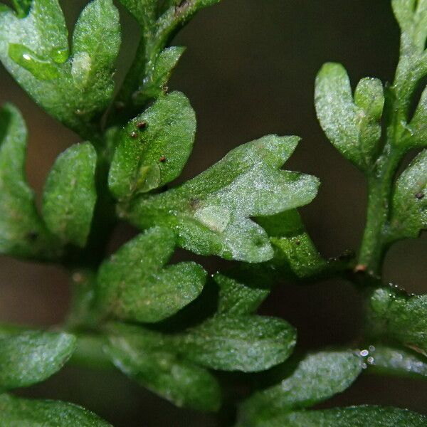 Asplenium abyssinicum Leaf