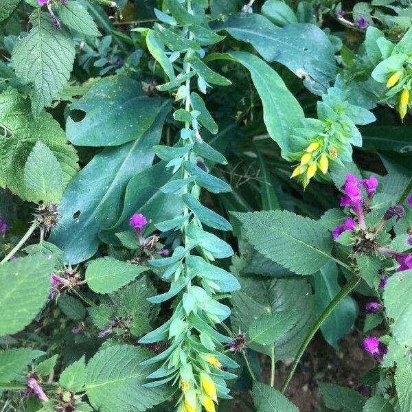 Cerinthe minor Natur