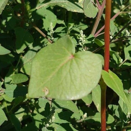 Fagopyrum esculentum Foglia