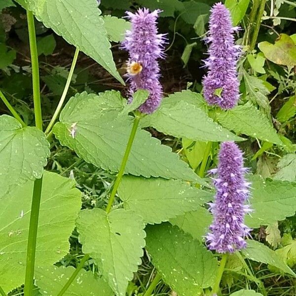 Agastache foeniculum Цветок