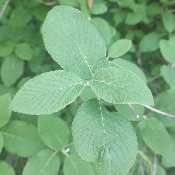 Viburnum lantana Φύλλο