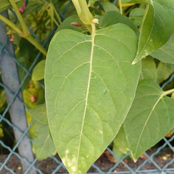 Mirabilis jalapa 葉