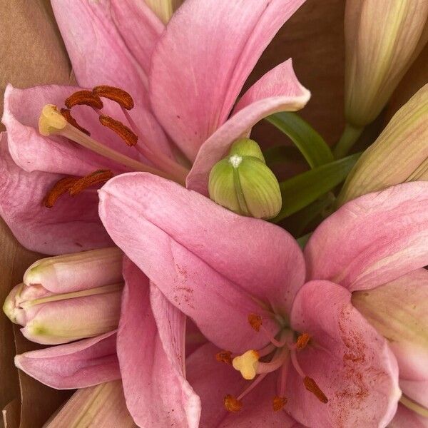 Lilium longiflorum Flower