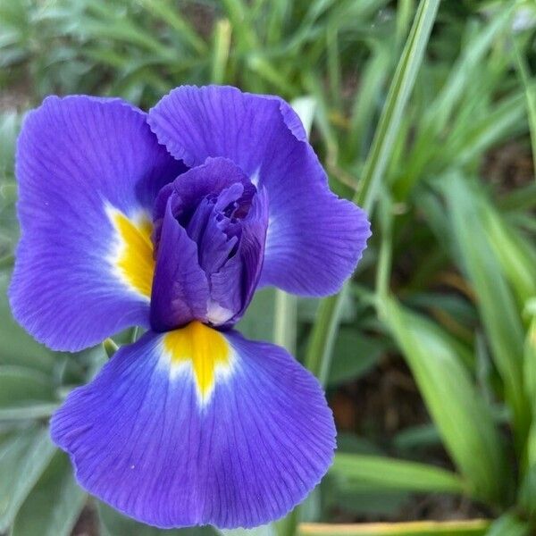 Iris xiphium Flor