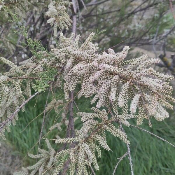 Tamarix canariensis Flor