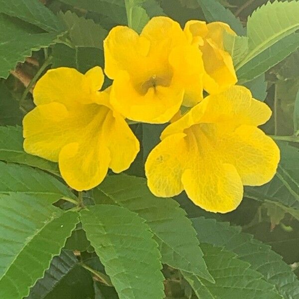 Tecoma stans फूल