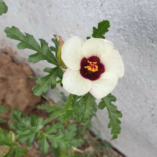 Hibiscus trionum Кветка