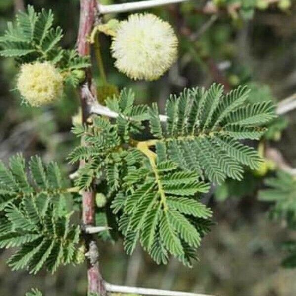 Vachellia gerrardii Листок