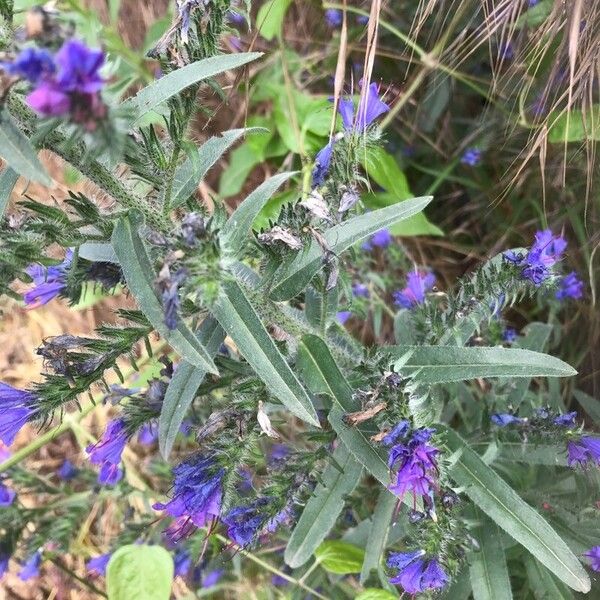 Echium vulgare Leaf