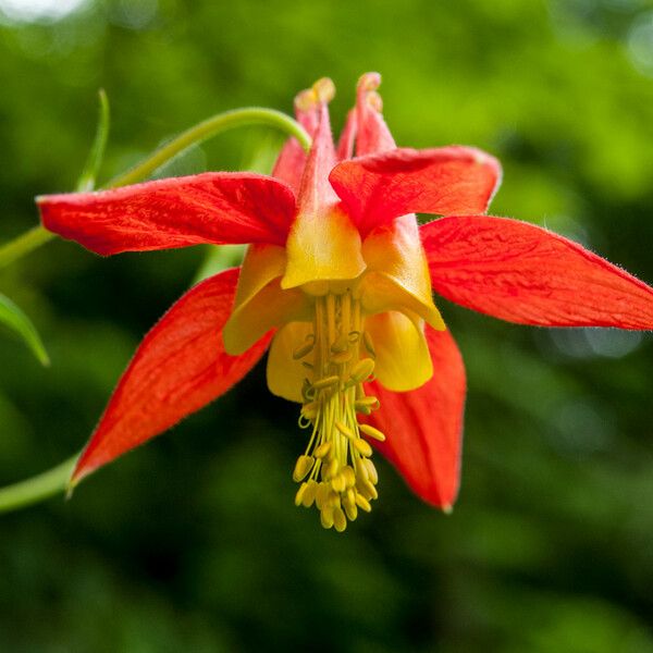 Aquilegia formosa Blodyn