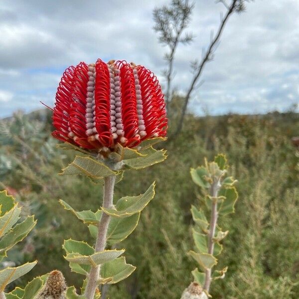 Banksia coccinea Flower