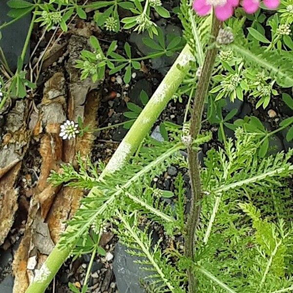 Achillea distans Rinde