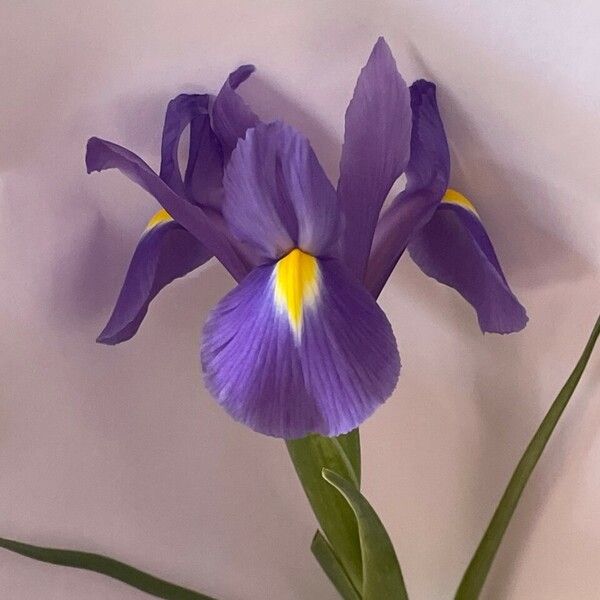 Iris xiphium 花