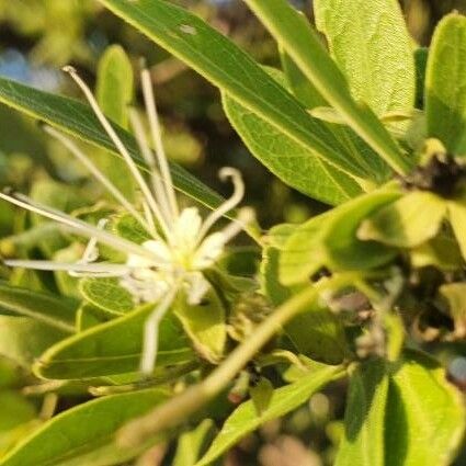 Maerua triphylla Flower