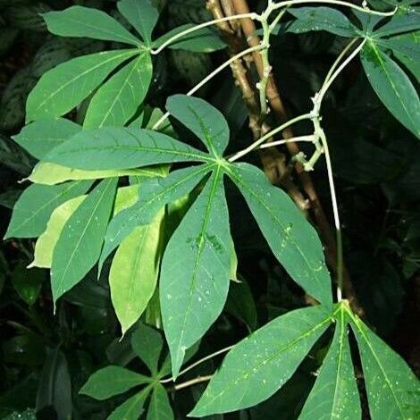 Manihot esculenta Leaf