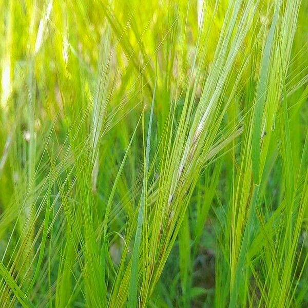 Stipellula capensis Floare