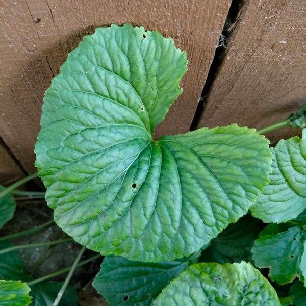 Viola pubescens Folha