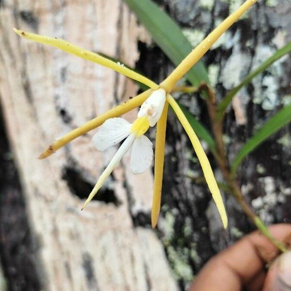 Epidendrum nocturnum Cvet