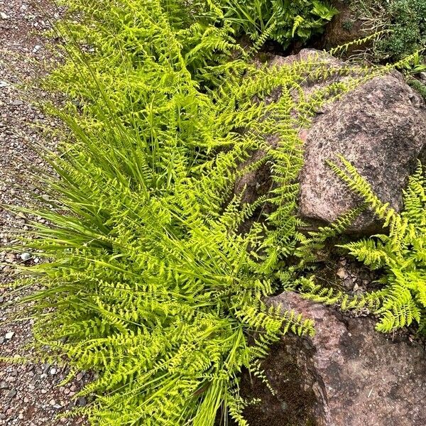 Cystopteris bulbifera Habitat