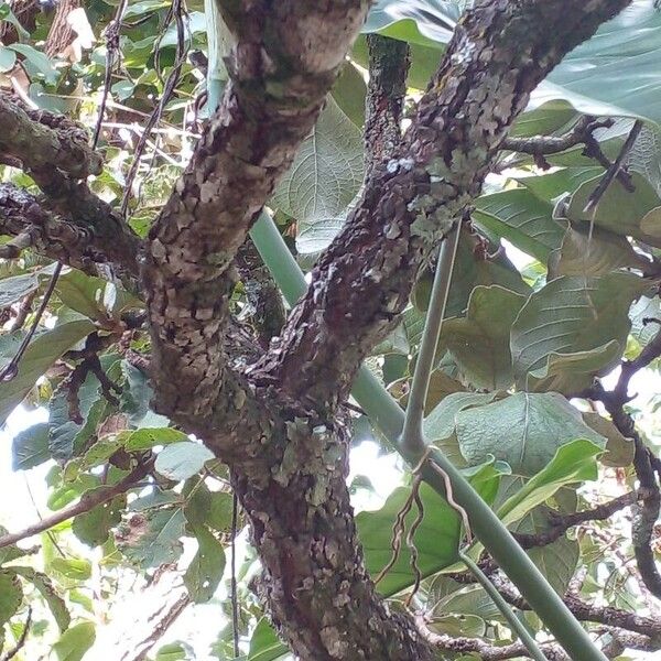 Byrsonima verbascifolia Escorça