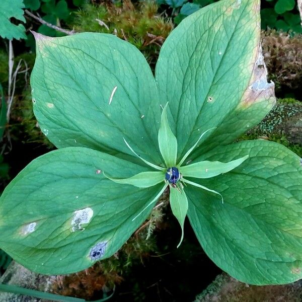 Paris quadrifolia Hàbitat